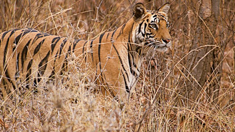 Fact sheet No. 2 – Photographing the Bengal Tiger in India