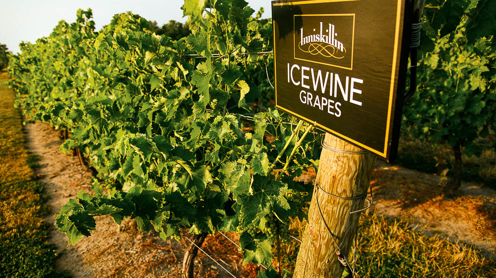 Vineyards in Ontario, Canada