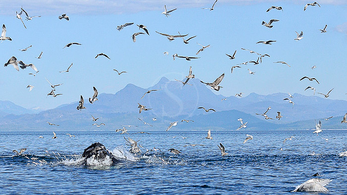 Vancouver Island, British Columbia – Canada