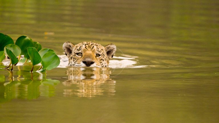 Le Pantanal, l&rsquo;Éden du Brésil