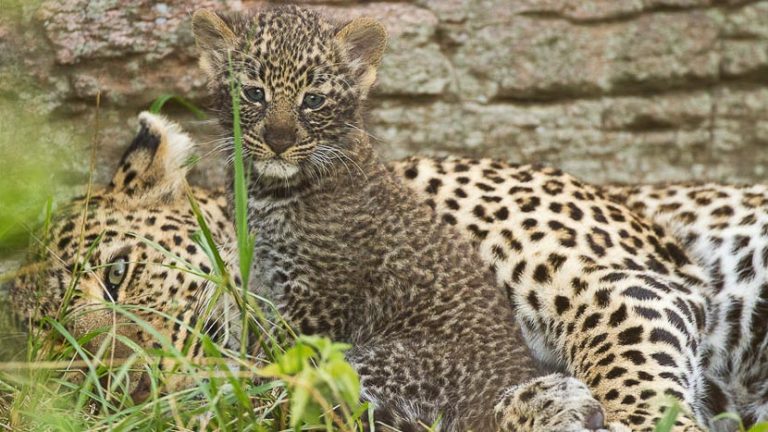 Kenya Safari: Leopards in the Masai Mara