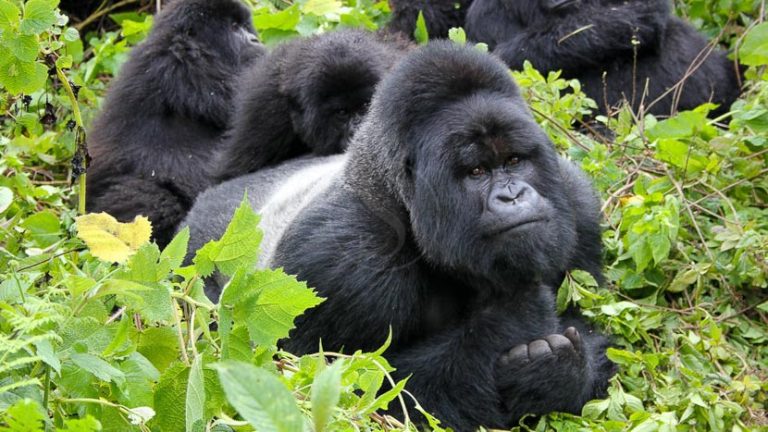 Rwanda, the gorillas of the Virunga
