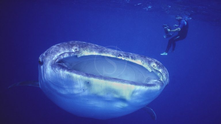 Whale Shark in South Africa