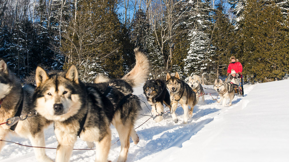 Dog sledding in Sacacomie, Canada © Etienne Boisvert