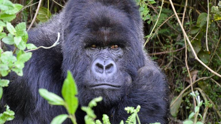 Rwanda, an encounter with the Lord of the Volcanoes
