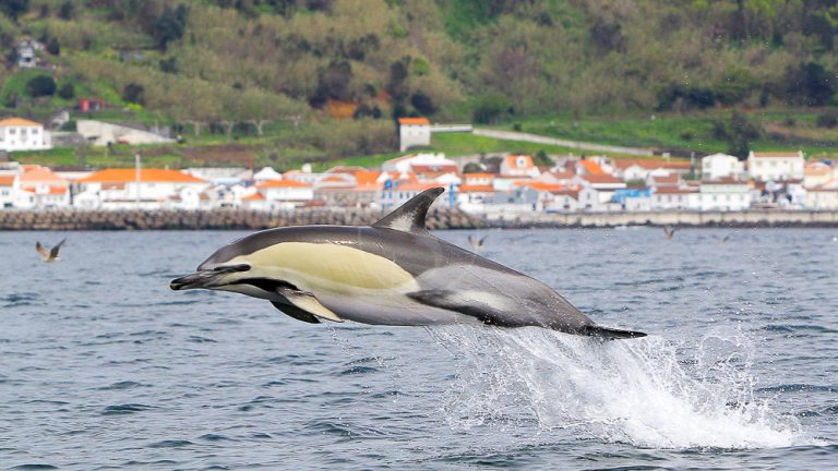 Swimming like a dolphin!
