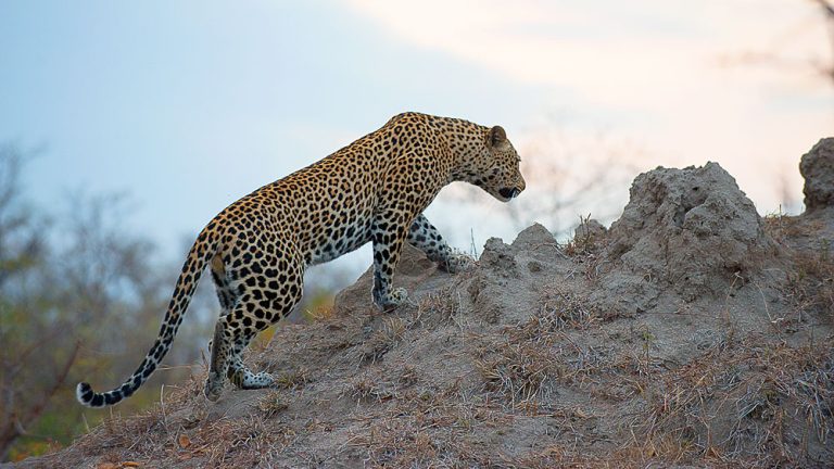 A few routes worth following in Kruger National Park