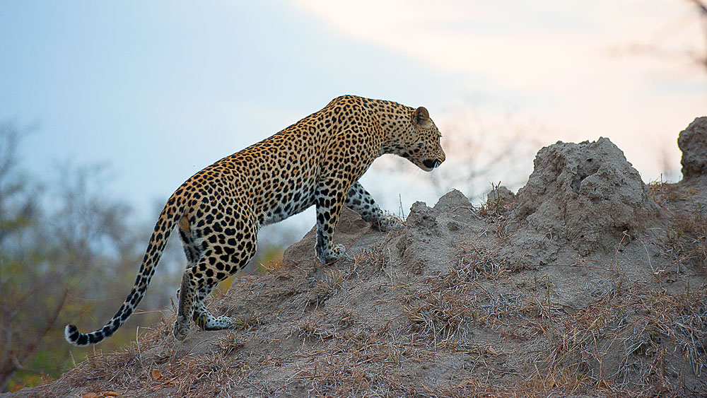 Safari in South Africa © Alain Pons