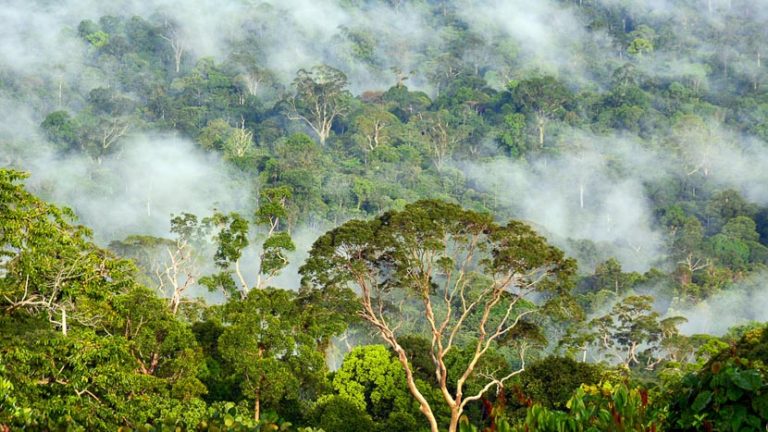 Photographing in tropical rainforest