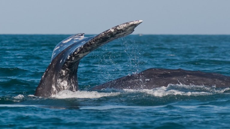 Photographing whales