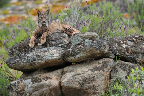 Good news: some wild species are making a comeback in Europe