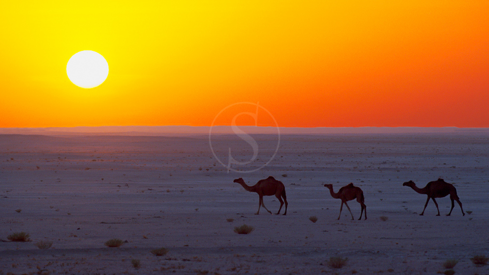Wahiba Sands, Oman