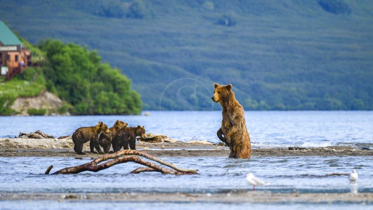Bears and Volcanoes of Kamchatka with Rémy Marion