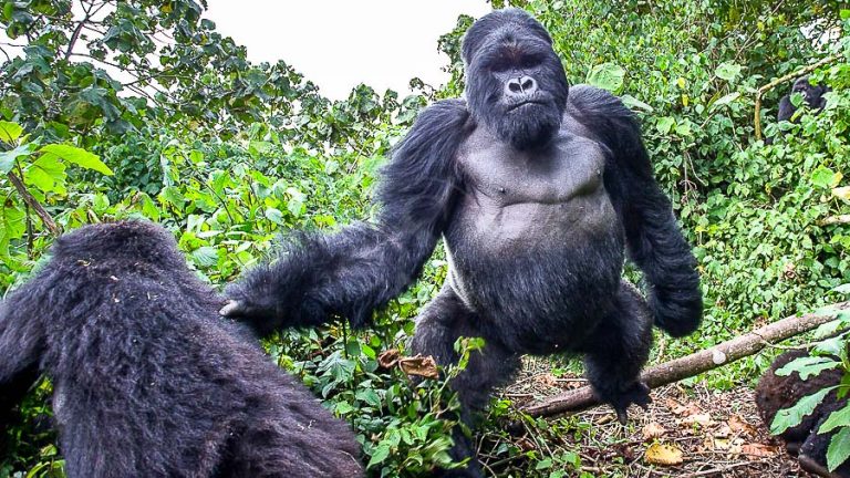 Great apes in Uganda and Rwanda, by Christophe Courteau