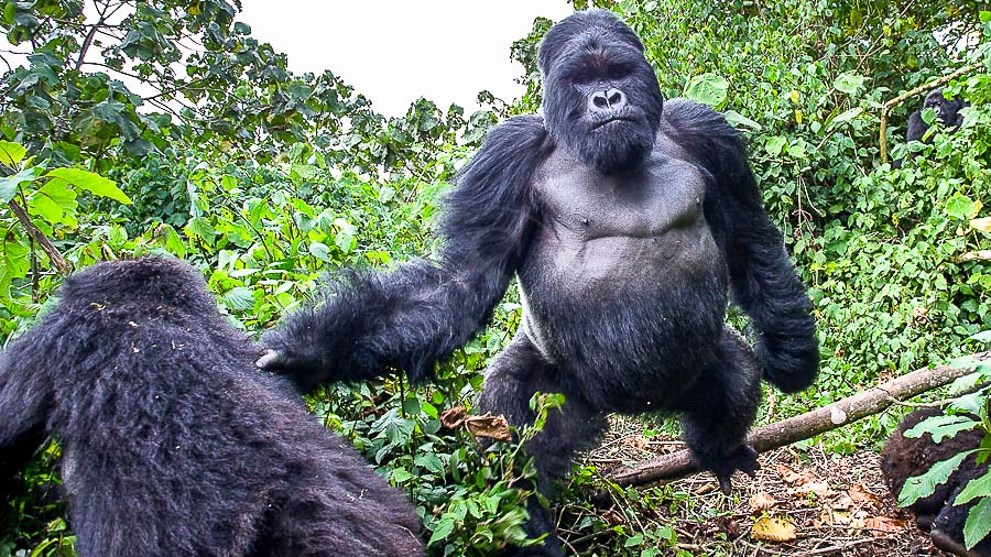 Mountain gorilla, Rwanda © Christophe Courteau