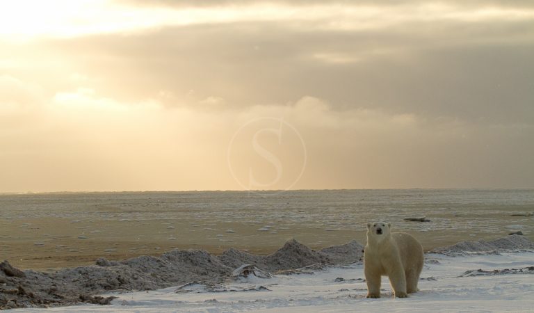 Immersions, between brown bears and polar bears