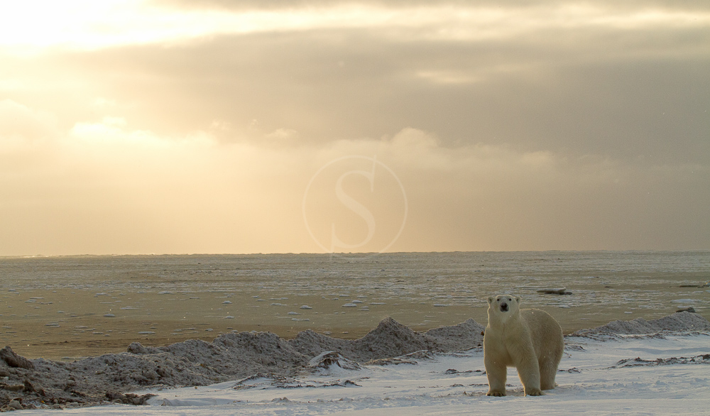 Bear migration on a flying safari, Canada © AK - all rights reserved