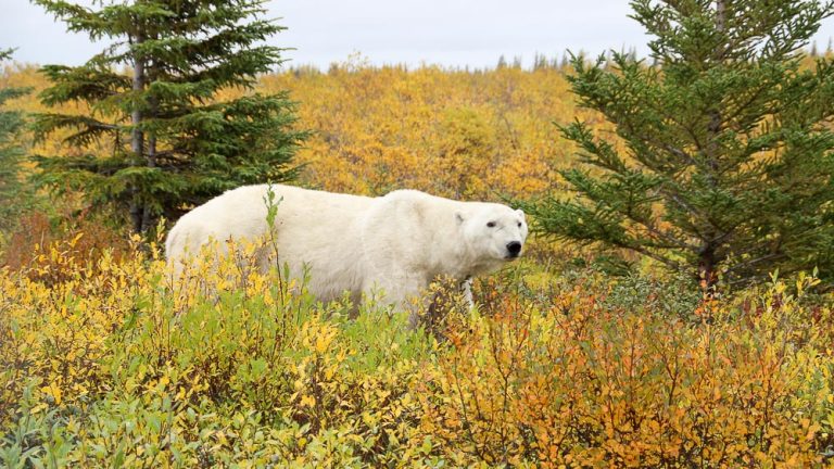 The bears of Hudson Bay, in September