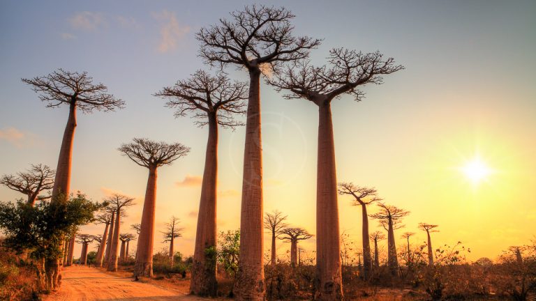 The ideal season to discover Madagascar