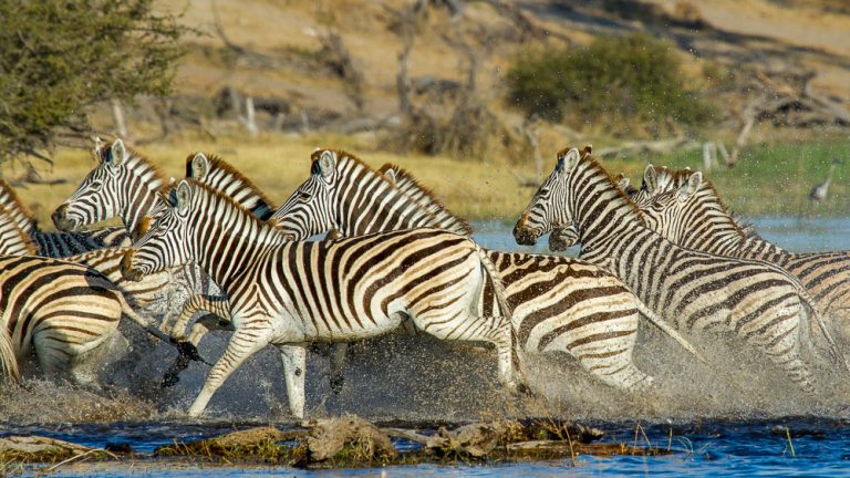 The Kalahari Migration