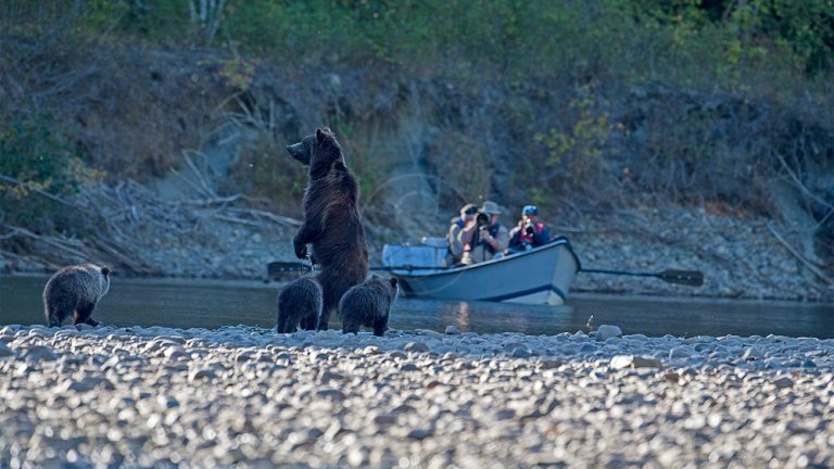An Autumn Among Brown Bears
