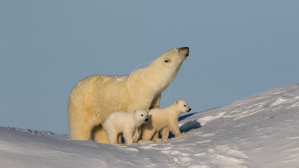 Expédition sur la Terre de Baffin © Dave Briggs