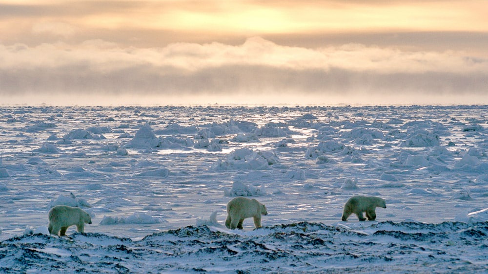 Migration des ours en Flyin safari, Canada © AK