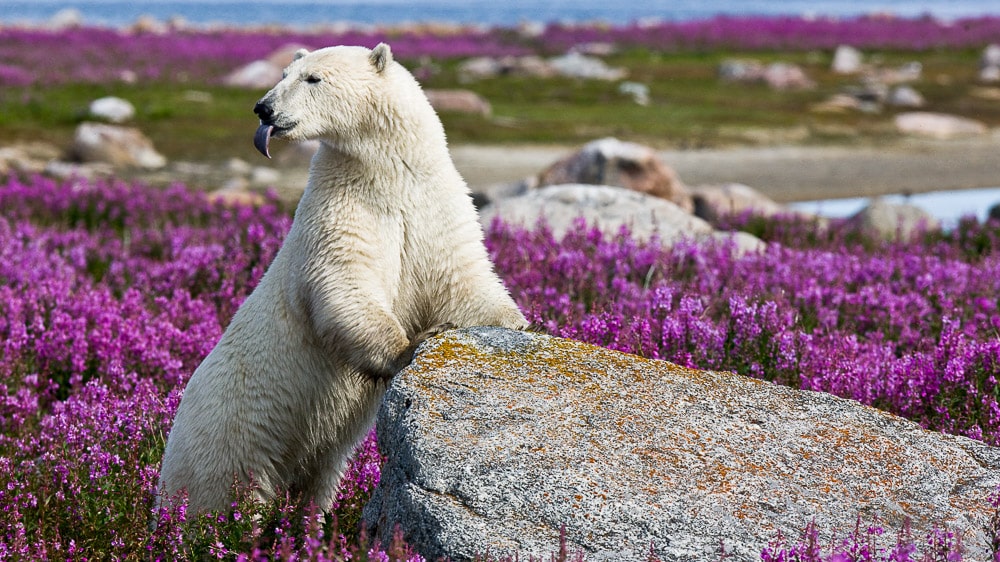 Seal River Lodge, Canada © Churchill Wild