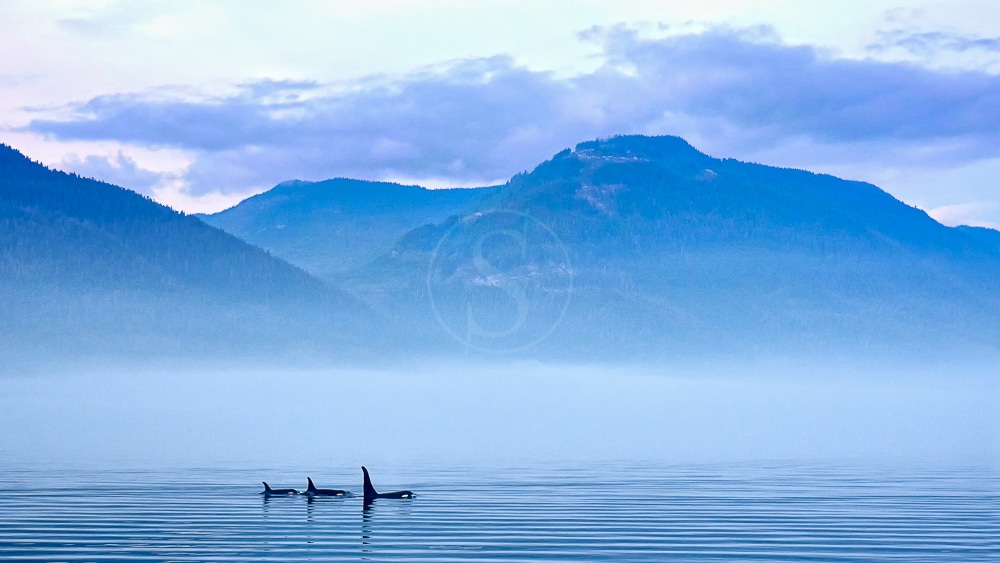 Ile de Vancouver, Canada