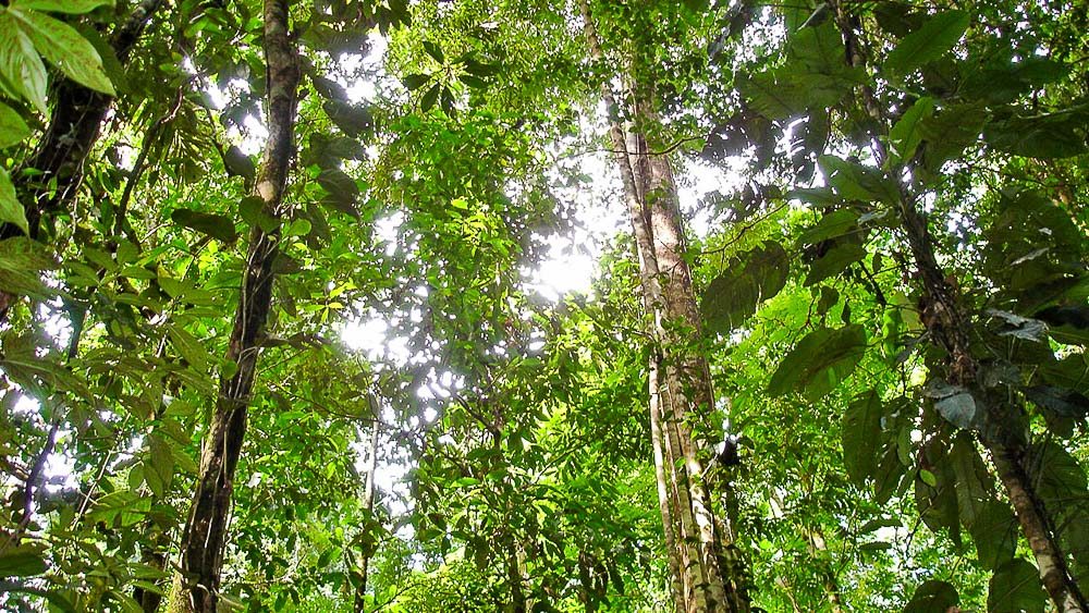 Casa Corcovado Jungle Lodge, Costa Rica