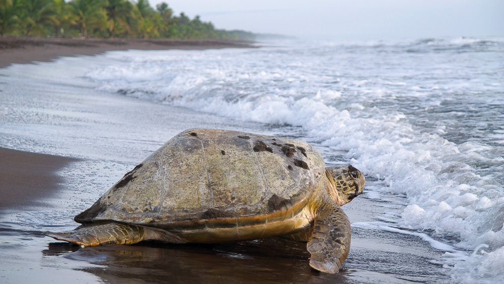 Tortue marine dans le parc de  Tortuguero, Costa Rica