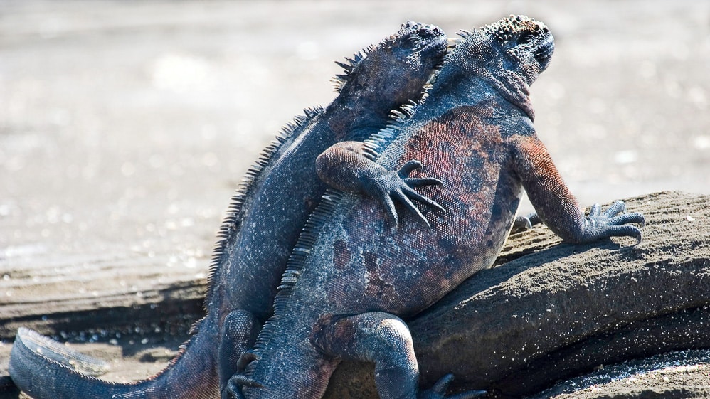 Iguane marin aux Galapagos,  Equateur