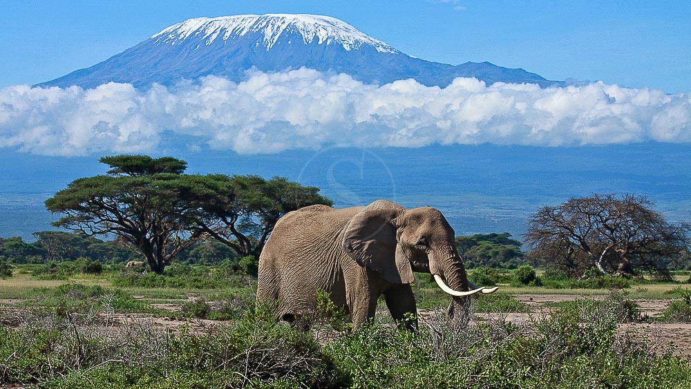 Ambiance d'Amboseli, Kenya