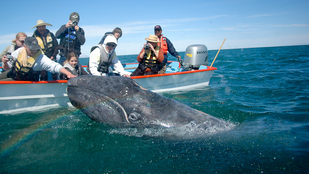 Basse Californie, Mexique © JC Arbonne