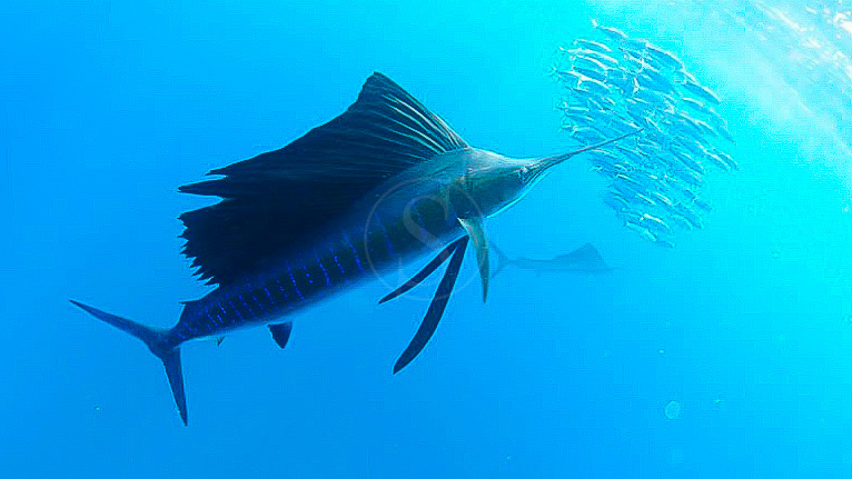 Vie sous-marine à Playa des Carmen © Phocea Mexico