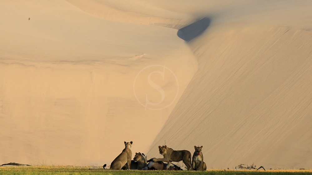 Hoanib Camp, Namibie © Dana Allen - Wilderness