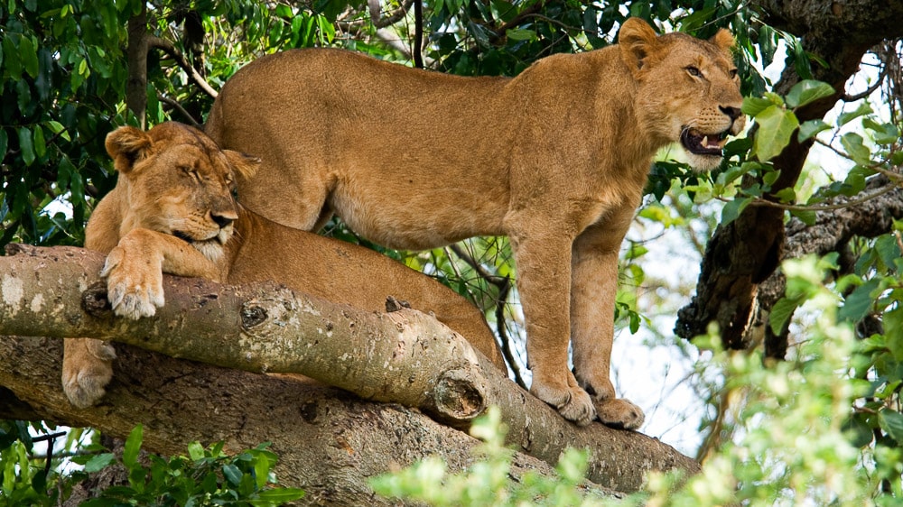 Ishasha Wilderness Camp, Ouganda
