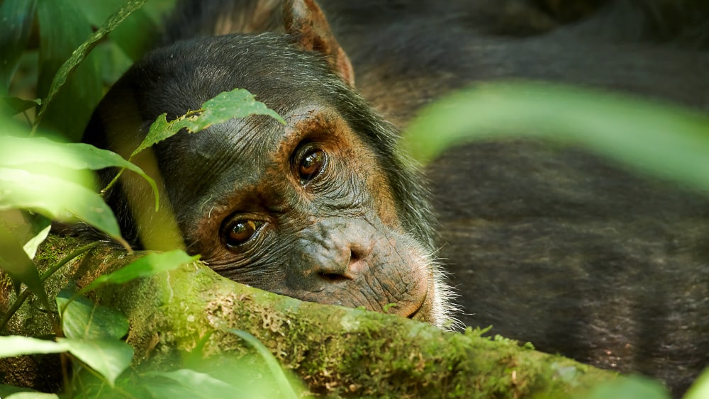 Chimpanzé dans la forêt de Kibale, Ouganda