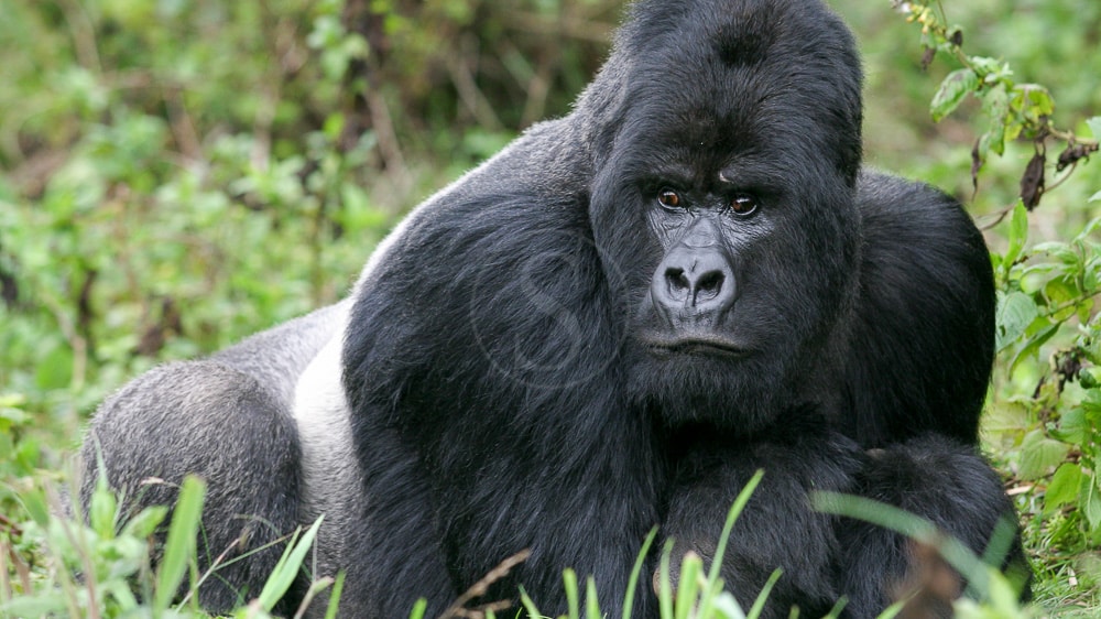 01rwanda_sstock_007
