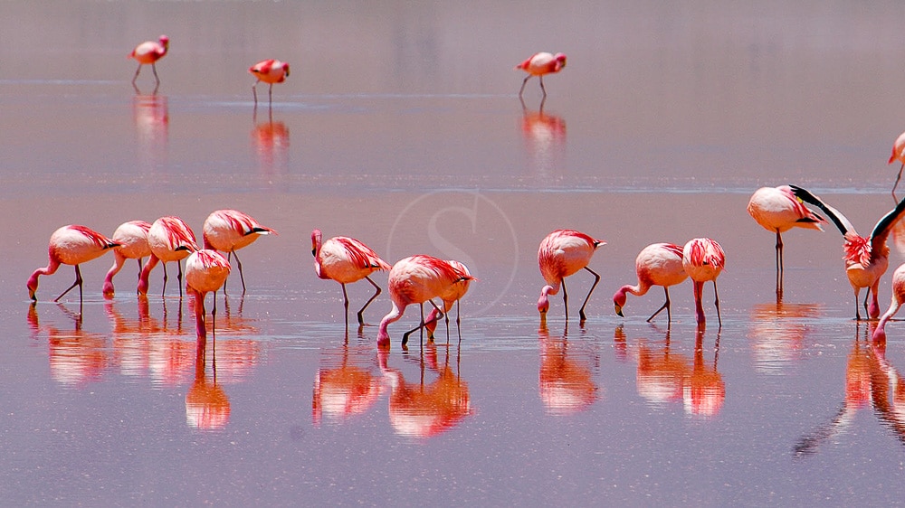 Laguna Colorada, Bolivie © Alain Pons