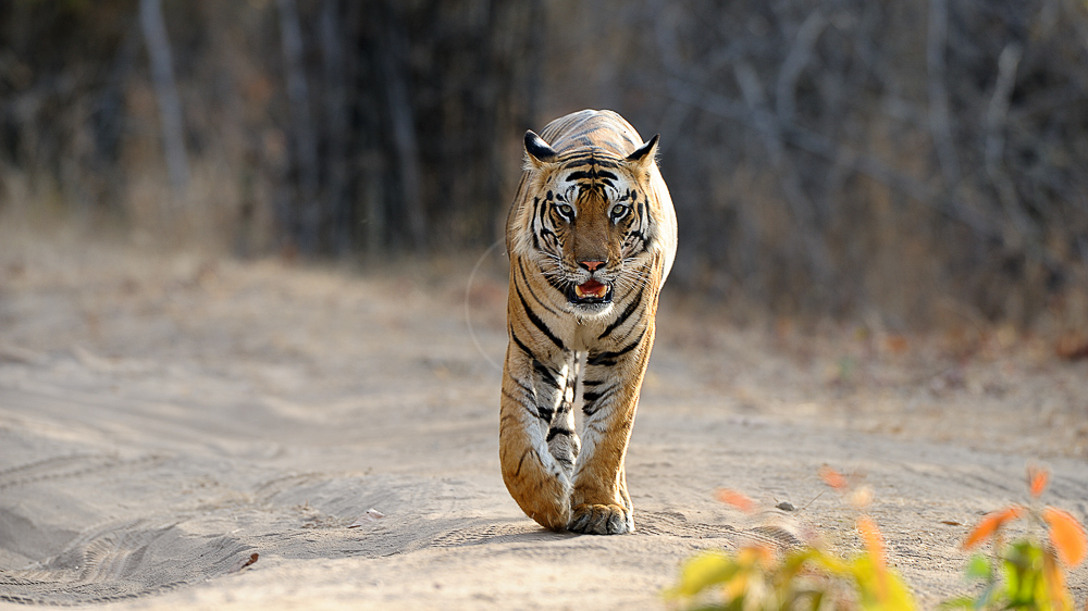 Safari Tigre en Inde © Alain Pons