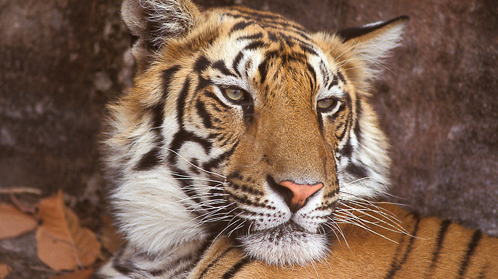Safari Tigre en Inde © Alain Pons