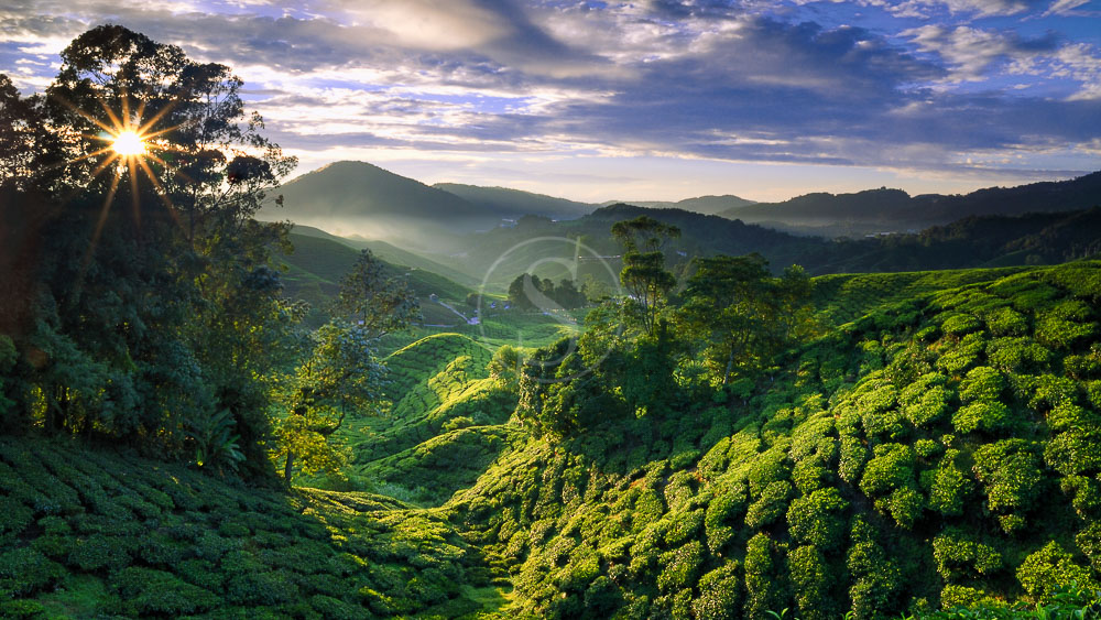 Ambiance des Cameron Highlands, Malaisie