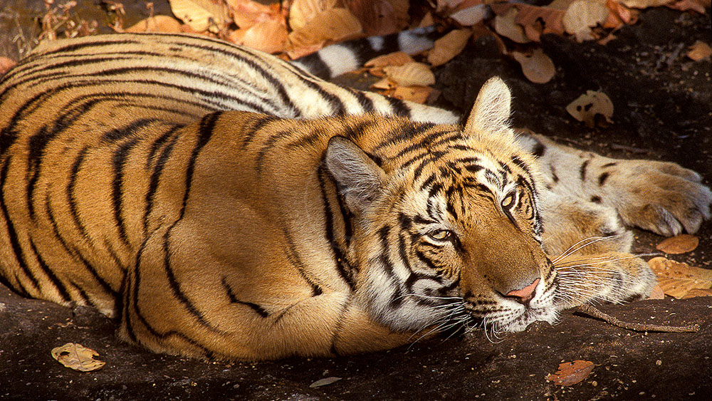 Safari Tigre en Inde © Alain Pons