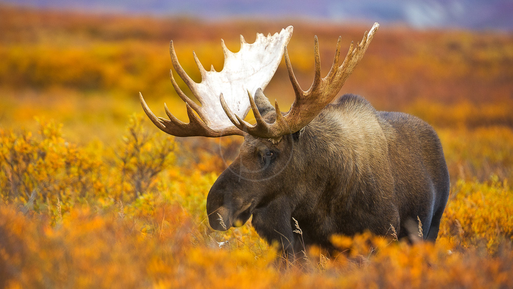 Parc de Denali, Alaska, Etats-Unis © Shutterstock