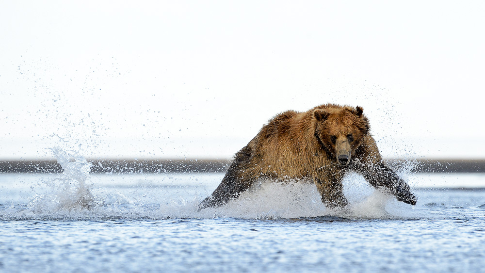 Katmai, Alaska, Etats-Unis © Shutterstock