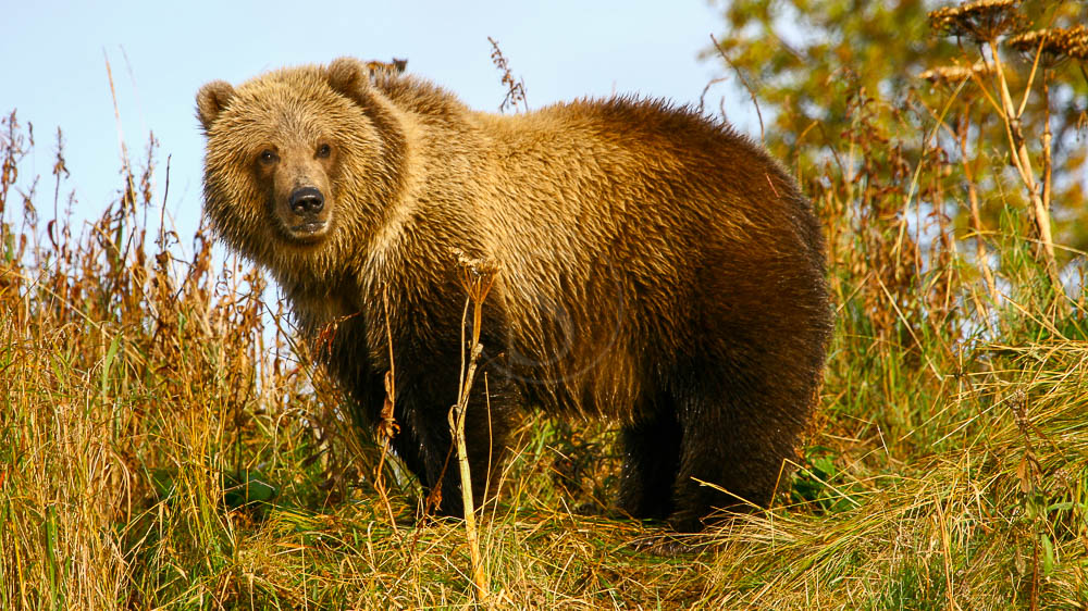 Kodiak, Alaska © Shutterstock