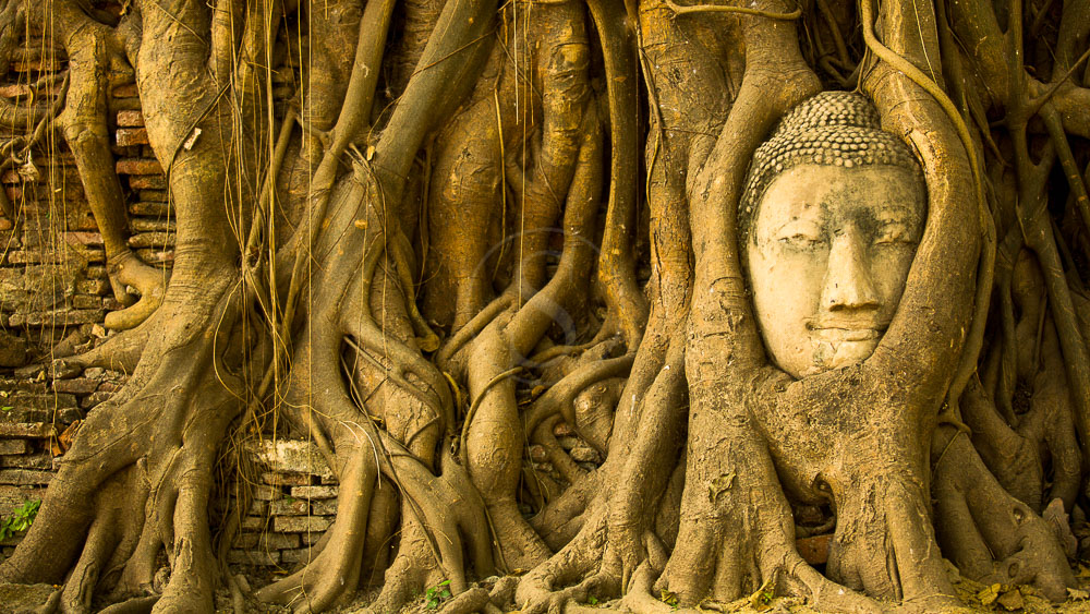 Région de Ayutthaya, Thailande © Shutterstock