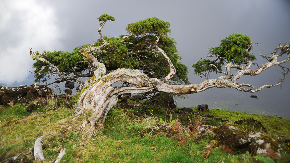 Ambiance des Açores © Tous droits réservés