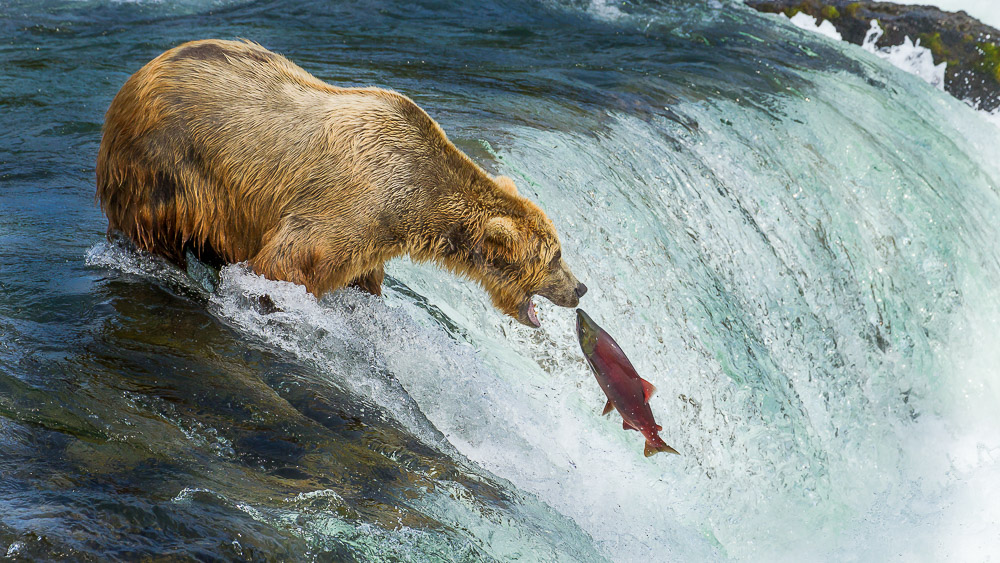 Katmai, Alaska, Etats-Unis © Shutterstock
